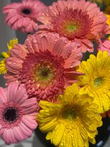 Flor de Margarita Africana, Perenne, de Fácil Cultivo, Flor de Jardín, <span class=keywords><strong>Gerbera</strong></span> <span class=keywords><strong>Jamesonii</strong></span> - Product Image 6