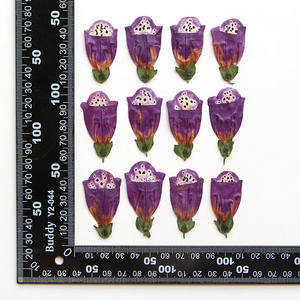All'ingrosso fai da te materiale essiccato digitale purpurea fiori pressati per Nail Art gioielli in resina decorazione di candela da cartolina - Product Image 5