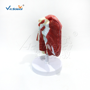 Modelo de Músculos Profundos del Membro Superior con Manguito Rotador para <span class=keywords><strong>Educación</strong></span> Anatómica - Product Image 4