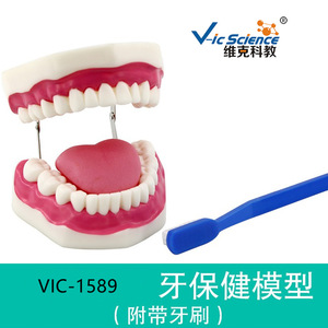 Modelo Ampliado de Cuidado e Higiene Dental, Molde de Enseñanza de Gran Tamaño para Cuidado Bucal - Product Image 3