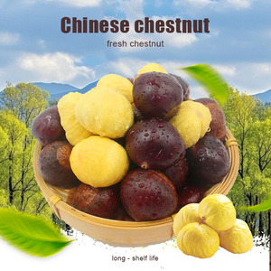 Castañas Frescas Crudas al por Mayor, Precio Competitivo, Castañas Dulces Naturales con Cáscara - Product Image 3