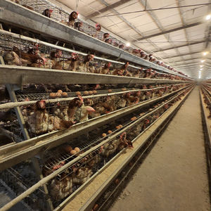 Prix des cages à poulets commerciales, <span class=keywords><strong>type</strong></span> 3/4 niveaux, cages à poules pondeuses, cages à poulets en batterie pour les élevages avicoles en Afrique du Sud - Product Image 6