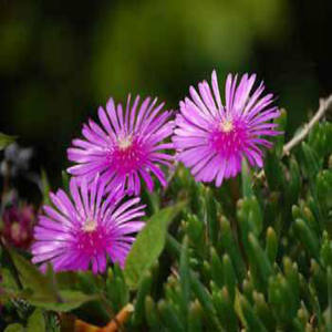 مستخرج الكانا القياسي عالي الجودة من GMP ، خلاصة التورتيوم من sctuosum في شكل معبأ في أسطوانة - Product Image 4