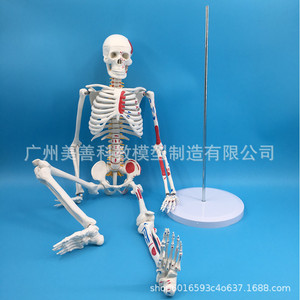 Modèle de squelette humain, 85 cm, avec moitié du modèle musculaire coloré, incluant les points d'origine et d'insertion des muscles, intervertébraux - Product Image 2
