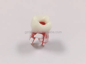 Endodonzia Canalare Trattamento Pratica Denti Endo per Gli Studenti e I Dentisti - Product Image 5