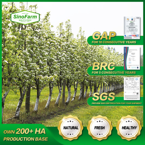 Cebollas Bawang <span class=keywords><strong>Bombay</strong></span> <span class=keywords><strong>de</strong></span> Alta Calidad, Tamaño Grande, <span class=keywords><strong>Precio</strong></span> al por Mayor, Exportación <span class=keywords><strong>de</strong></span> Vegetales Frescos, Cebolla Amarilla - Product Image 6