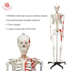 Mô hình khoa học y tế frt002a với toàn bộ cơ thể màu cơ bắp bắt đầu và điểm kết thúc 180cm Mô hình bộ xương người thực sự để bán
