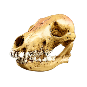 Tigre à dents <span class=keywords><strong>de</strong></span> <span class=keywords><strong>sabre</strong></span> en résine Huaqi pour modèle SKE35, peint à la main, réaliste, pour décoration intérieure, ornement d'Halloween avec motif <span class=keywords><strong>animal</strong></span> - Product Image 1