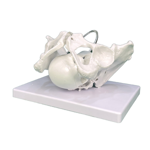 Modello di <span class=keywords><strong>scheletro</strong></span> del bambino del bacino umano del modello incinta femminile medico di alta qualità