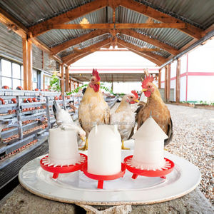 Comedero y Bebedero de Plástico con Materiales Ecológicos para Pollos, Comederos Automáticos para Aves de Corral - Product Image 3