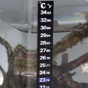 어조 온도계 온도 민감 색상 변경 접착제 온도계 수족관 수온 온도계 - Product Image 6
