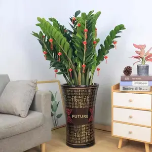 Plante verte d'intérieur, plante à feuilles persistantes, cadeau pour déménagement, fleur, plante verte, élimination du formaldéhyde, bonsaï de bureau, moderne et simple - Product Image 2