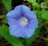<span class=keywords><strong>Ipomoea</strong></span>-Polvo de Hederacea, extracto de semilla de Hederacea, <span class=keywords><strong>Ipomoea</strong></span> - Product Image 3