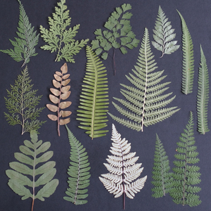 Feuilles <span class=keywords><strong>de</strong></span> <span class=keywords><strong>fougère</strong></span> faites à la main, couleur naturelle, petites branches <span class=keywords><strong>de</strong></span> haute qualité pour la décoration <span class=keywords><strong>de</strong></span> mariage, cadeaux d'usine - Product Image 3