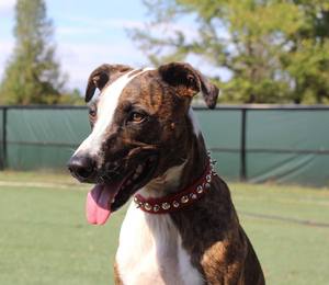 Ventas calientes 100% cuero genuino Signature Leather Studs & Spikes Dog Collar - Product Image 6