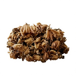 Dactylorhiza Hatagirea Dried Root Dactylorhiza Hatagirea Herbal Root Salam Panja Dried Tuber - Product Image 1