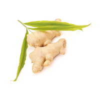 Exportation directe du Vietnam, gingembre et ail jeunes de qualité supérieure, fraîchement cueillis et prêts à être expédiés à des prix compétitifs.