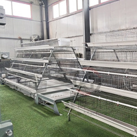 Cage à poulets de type 3/4 niveaux, galvanisée à chaud, pour 5000 à 20000 oiseaux, avec système d'abreuvement automatique et de nettoyage des déjections.