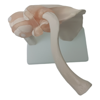 Simulation de formation en sciences médicales, squelette humain grandeur nature, modèle anatomique d'articulation musculaire et d'épaule avec ligaments