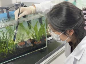 BQ N2 probiotik denitrifikasi akuatik Nitrogen-menghilangkan bakteri untuk penghilangan nitrit dan nitrat - Product Image 4