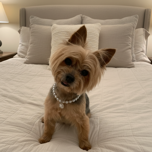 Accesorios para Perros y Gatos, Joyería para Mascotas, Collar Personalizado con Perlas para Perros y Gatos, Collar con Perla en una Concha, Perlas Blancas o Color Marfil - Product Image 4