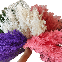 Ge conserveerde Lunaria Mini Pennycress bloem, verse natuurlijke huisdecoratie voor bruiloften, Moederdag, Kerstmis