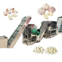 Éplucheuse d'ail automatique avec bande transporteuse réglable pour cuisine centrale / ligne de traitement d'ail commercial pour la restauration