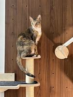 Composants d'arbre à chat mural, ensemble d'étagères murales modulaires pour chat, griffoir en sisal, mobilier d'escalade pour chat DIY, vente en gros OEM