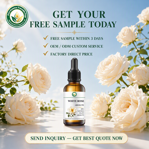 Absoluto de <span class=keywords><strong>Rosa</strong></span> Blanca Premium (<span class=keywords><strong>Rosa</strong></span> <span class=keywords><strong>Alba</strong></span>) con Certificación GC-MS, Aroma Floral Natural, Frescura y Pureza para Formuladores de Cosméticos - Product Image 5