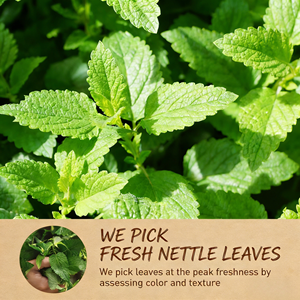 ชาใบตำแยออร์แกนิค OEM ผสมสมุนไพร 100 ชนิด  สดใหม่จากสวน บรรจุ 20 ซองในกล่อง เพื่อสุขภาพที่ดี - Product Image 2