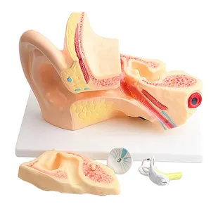 医学解剖学人体巨耳模型，三部分用于医学展示