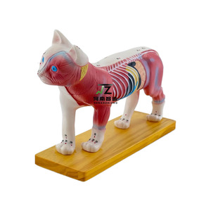 Equipo educativo veterinario, ciencia médica, modelo de acupuntura de gato de PVC, cuerpo Animal <span class=keywords><strong>para</strong></span> estudios médicos - Product Image 3