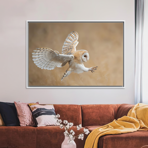 Barn Owl Canvas Art: Before Attack, Animal Wall Decor Print,WHITE <b>FRAMED</b> CANVAS - Product Image 3