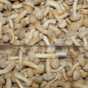 Proveedores de Alta Calidad de Hongos Nameko Congelados IQF, Cortados Tipo Ostra, <span class=keywords><strong>Shiitake</strong></span>, Nameko, <span class=keywords><strong>Boletus</strong></span> Edulis, Mezcla de Hongos - Product Image 5