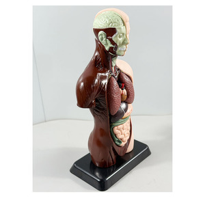 Modelo Anatómico MAXCARE MAC-L24, Modelo de Torso Humano Desmontable para Enseñanza de Anatomía Visceral, Órganos Anatómicos de PVC - Product Image 3