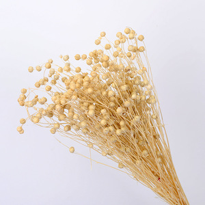 Taidian — <span class=keywords><strong>fleurs</strong></span> d'acacia <span class=keywords><strong>séchées</strong></span> naturelles, vente en gros, vraies perles, <span class=keywords><strong>séchées</strong></span>, vente en gros, B0170 - Product Image 4