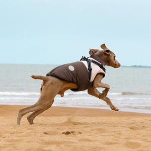 Personalizable de lujo estilo perro Jcaket impermeable a prueba de viento galgos ropa Golden Retrievers gatos franceses perfecto poliéster - Product Image 4