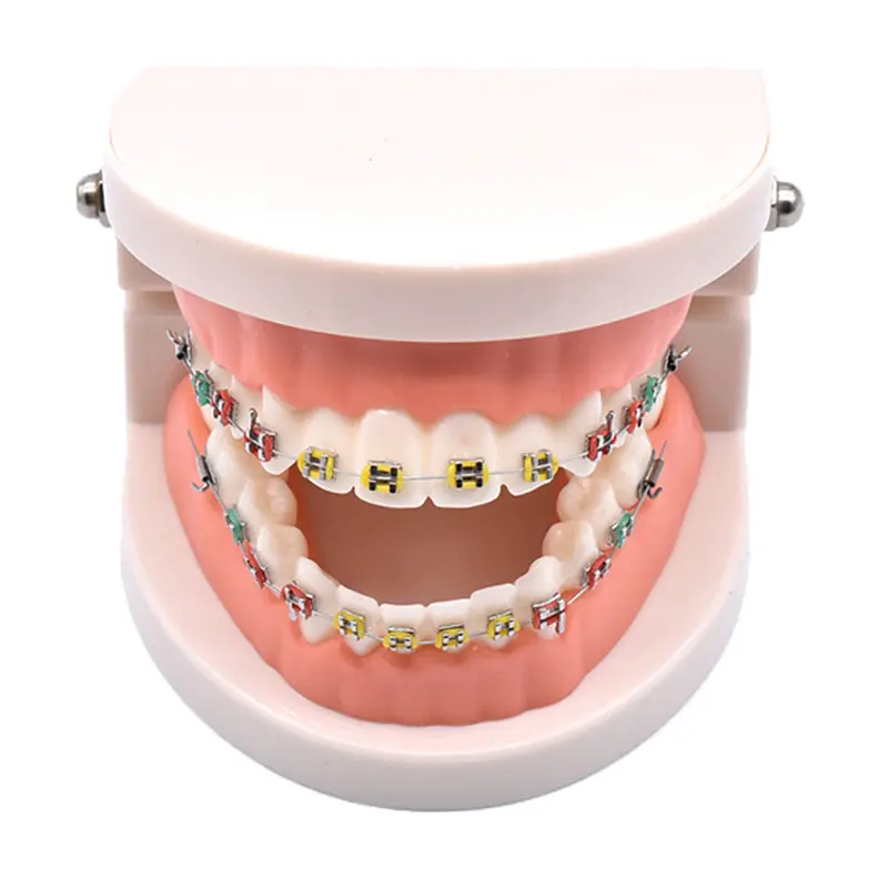 Modelo De Ensino Dental De Molde De Dente Pequeno De Ortodontia Portátil