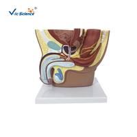 Modèle anatomique de l'anatomie reproductive masculine, système urinaire, surface sagittale pelvienne, testicules, prostate, vessie, sciences médicales