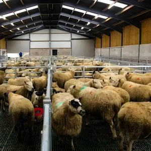 Nhà Máy Giá Cừu Và Dê Trang Trại Thiết Bị Cừu Trang Trại Nhà Đúc Sẵn Các Tòa Nhà Với Chăn Nuôi Hàng Rào - Product Image 1