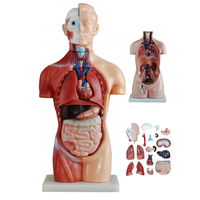 Modelo Anatómico de Torso Masculino de PVC Educativo de Tamaño Real, Esqueleto de Grado Médico Preciso de 85 cm para Entrenamiento Médico