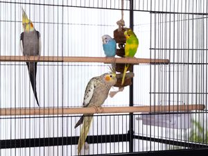 Prevue Pet Products Cage de vol en fer forgé à motif solide avec support 31 pouces par 20-1/2 pouces par 53 pouces Cage à oiseaux en métal noir - Product Image 2