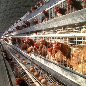 CE Product Certification Layer Chicken Cage Chicken Cages Egg Layer Automatic Chicken Cage Cages for Chickens - Product Image 2