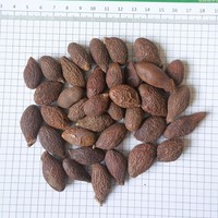 Pang Da Hai / Thé aux noix de Malva |   Thé aux herbes pour apaiser la gorge et favoriser la santé pulmonaire |   Sans caféine |   Graines de Sterculia séchées en vrac |   OEM personnalisé