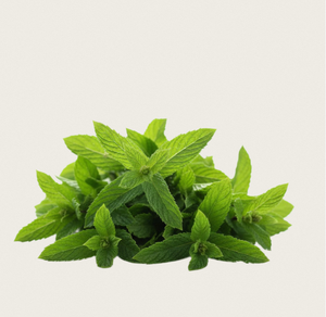 Extrait de menthe poivrée TW PDRN 1000 ppm, matière première cosmétique concentrée de polynucléotide de haute pureté dérivée de plantes - Product Image 3