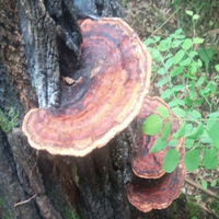 GMP-standaard, hoogwaardige voedingskwaliteit polysacharide-extract Trametes Robiniophila Huaier poeder, vacuüm verpakt in trommel, oplosmiddelvrij