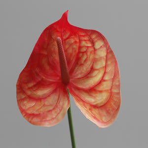 زهور أنثوريوم صناعية حديثة زينة للزفاف زهور أنثوريوم خضراء بالجملة زهور أنثوريوم تعمل باللمس الحقيقي - Product Image 6