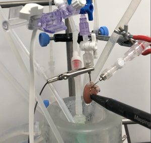 Modèle de perfusion cardiaque ex vivo pour l'électrophysiologie cardiaque des petits animaux et les études de cartographie optique et électrique - Product Image 5