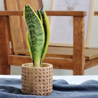 Pot de fleurs en ciment vert Style rétro européen, plante pour la décoration de jardin