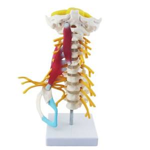 Modelo de columna <span class=keywords><strong>Cervical</strong></span> avanzada humana Modelo de vértebra <span class=keywords><strong>Cervical</strong></span> Uso de enseñanza de esqueleto humano en la Universidad Médica y el hospital - Product Image 4